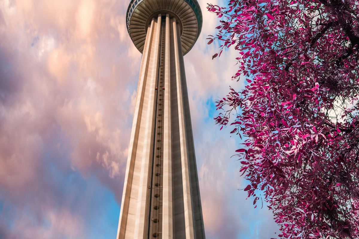 The Tower of the Americas framed by blossoming branches