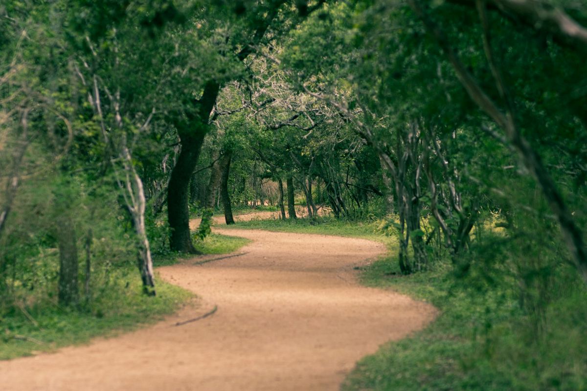Shaded dirt trail winding through dense oak woods